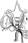 "Dissection of nerves of skate. CH., Cerebral hemispheres; O.TH., optic thalami; OL., optic lobes; M., medulla; 4v., posterior part of cerebellum, covering fourth ventricle; OB., olfactory bulb; OC., olfactory capsule; SO., superior oblique muscle; E., eye; SR., superior rectus; ER., external rectus; SO.VII., superficial ophthalmic branch of VII.; SO.V., superficial ophthalmic branch of V.; OP., ophthalmicus profundus; A.C., auditory capsule; B.Pl., brachial plexus; R.F., recurrent facial; C.T., chorda tympani; F.P., facial proper; Hy., hyoidean; Hyomn., hyomandibular; E.M., external mandibular; M.M., mandibular muscle; Sp., spiracle; P.sp., prespiracular; Pl., palatine; O.B., outer buccal; Mn., mandibular; Mx., maxillary; I.B., inner buccal; L., lateral branch of X.; Py., pyloric branch; C., cardiac branch." -Thomson, 1916