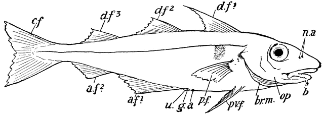 Haddock ClipArt ETC Haddock ClipArt ETC