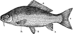 "External characters of a Teleostean--a carp (Cyprinus carpio). R., Dorsal unpaired fin; S., homocercal caudal fin; A., anal fin; B., B., pectoral and pelvic paired fins. Note also the lateral line and barbule." -Thomson, 1916