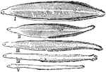 "Development of eel. Change from Leptocephalus shape (I.) to "Elver" shape (V.)." -Thomson, 1916
