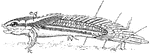 "Larva of Polypterus. e.g., Large external gill of the hyoid arch; Pc., pectoral fins; Pv., pelvic fins. The larva is drawn in a very characteristic attitude." -Thomson, 1916