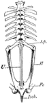 "Vertebral column and pelvic girdle of bull-frog. t.p., Transvers processes of sacral vertebra; Il., ilium; U., urostyle; Fe., femur; Isch., ischiac region." -Thomson, 1916