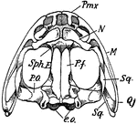 "Skull of frog. Upper surface-- Pmx., premaxilla; N., nasal; M., maxilla; Sq., squamosal; Q.j., quadrato-jugal; e.o., ex-occipitals; P.f., parieto-frontals; Sph.E., sphenethmoid; P.O., pro-otic." -Thomson, 1916