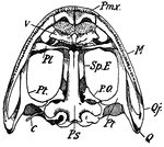 "Skull of frog. Lower surface-- Pmx., premaxilla; M., maxilla; Q.j., quadrato-jugal; Q., quadrate; Pt., pterygoid; Ps., parasphenoid; P.O., pro-otic; Sp.E., sphenethmoid; Pl., palatine; V., vomer; c., columella." -Thomson, 1916