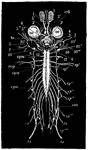 "Nervous system of frog. 1-10, The cranial nerves; oc., eyes; crb., in front of optic chiasma; to., optic tract; sym., sympathetic system; msp., spinal cord; sp., spinal nerves." -Thomson, 1916
