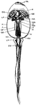 "Dissection of tadpole. DL., Lower lip; H., ventricle of heart; DE., oesophagus; NA., head kidney; A., aorta; K., kidney; KU., ureter; DO., cloaca; LH., hind-limb; KV., opening of ureter into cloaca; GR., genital ridge; GF., fatty body; LF., fore-limb; OG., gills; a, epidermis; b, dermis." -Thomson, 1916