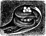 The Caecilians ClipArt gallery offers 1 illustration of amphibians of the order Gymnophiona. Members of the order Gymnophiona resemble worms.