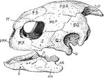 "Skull of turtle. "S.O., supra-occipital; PAR., parietal; FR., frontal; P.F., pre-frontal; PO.F., post-frontal; SQ., squamosal; PMX., pre-maxilla; MX., maxilla; J., jugal; Q.J., quadrato-jugal; Q., quadrate; D., dentary; AN., angular; AR., articular; S., surangular." -Thomson, 1916