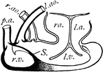 "Dissection of Chelonian heart. r.v., Right half of ventricle; S., septum; l.v., left half of ventricle; r.a., right auricle; l.a., left auricle; l.ao., left aortic arch; r.ao., right aortic arch; p.a., pulmonary arch." -Thomson, 1916