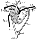 "Heart and associated vessels of tortoise. r.a., Right auricle; superior venae cavae (s.v.c.) and inferior vena cava (i.v.c.) enter it. r.v., Right half of ventricle; pulmonary arteries (p.a.) and left aortic arch (l.ao.) leave it; coel., coeliac; d.ao., dorsal aorta. l.a., Left auricle; p.v., pulmonary veins enter it. l.v., Left half of ventricle; right aortic arch (r.ao.), giving off carotids (c.) and subclavians (s.cl.)." -Thomson, 1916