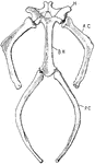 "Hyoid apparatus of a Chelonian. BH., Body of the hyoid (basihyal); H., representing another part of the hyoid arch; A.C., anterior cornu, representing the first branchial arch; P.C., posterior cornu, representing the second branchial arch." -Thomson, 1916
