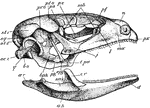 "Side view of skull of Lacerta. px., Premaxilla; mx., maxilla; l., lachrymal; j., jugal; t.pa., transpalatine; epg., epipterygoid; pg., pterygoid; bpg., basipterygoid; b.o., basioccipital; q., quadrate; oc.c., occipital condyle; sq., squamosal; pr.o., pro-otic; pt.o., postorbital; st.1, st.2, supratemporals; ps., presphenoid (the optic nerve is seen issuing in front of the end of the reference line); p.e., mesethmoid; s.ob., supraorbitals; pf., prefrontal; n., nasal; ar., articular; ag., angular; sag., surangular; cr., coranary; d., dentary." -Thomson, 1916