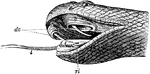 "Snake's head. dv., Poison fangs; b., sheath of fang; l., tongue; rl., muscles of tongue." -Thomson, 1916