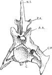 "Cervical vertebra of crocodile. N.S., Neural spine; P.A., posterior articular process; A.A., anterior articular process; C.R., cervical rib; C., procoelous centrum." -Thomson, 1916