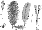 "Types of feathers. D., Down. 2, Developing feather in sheath (sh.). 3, Covert of heron showing aftershaft (A.S.). 4, Secondary feather of pigeon--C., calamus; A.S., aftershaft; R., rachis; V., vane. 5, Portion of quill showing inferior umbilicus (I.u.), superior umbilicus (S.u.), pith (P.); F., filoplume." -Thomson, 1916