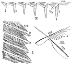 "Parts of a feather. I., Four barbs (B.) bearing anterior barbules (A.BB.) and posterior barbules (P.BB.); II., six barbs (B.) in section, showing interlocking of barbules; III., anterior barbule with barbicels (H.)." -Thomson, 1916