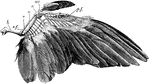 "Wing of dove. h., Humerus; s.f., secondary feathers; r., radius; u., ulna; c., carpals; mc., carpo-metacarpus; p.f., primary feathers." -Thomson, 1916