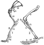 "Fore-limb and shoulder-girdle (I.) and hind-limb (II.) of rabbit. SC., Scapula; A., acromion; M., metacromion process; H., humerus; O., olecranon process; U., ulna; R., radius; C., carpals; MC., metacarpals; D., five digits; F., femur; P., patella; FI., fibula; T., tibia; OC., os calcis; AS., astragalus; DT., distal tarsals; MT., metatarsals; D., four digits." -Thomson, 1916