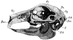 "Side view of rabbit's skull. Pmx., Premaxilla; Na., nasal; Fr., frontal; Pa., parietal; Sq., squamosal; S.O., supraoccipital; Per., periotic; T., tympanic (the reference line points to the bony external auditory meatus, beneath it lies the inflated bulla); PO., paroccipital process." -Thomson, 1916