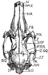 "Upper surface of rabbit's skull. N., Anterior nostril; PMX., premaxilla; NA., nasal; FR., anterior part of frontal; MX., posterior part of maxilla; j., anterior part of jugal; SO.F., supraorbital process of frontal; FRR., posterior part of frontal; JJ., posterior end of jugal protruding below zygomatic portion of squamosal (Z.SQ.); PA., parietal; AM., external auditory meatus; SO., supraoccipital; IP., interparietal; SQ., squamosal." -Thomson, 1916