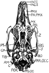 "Under surface of rabit's skull. Inc. I., First incisors; Inc. II., second incisors; PMX., premaxilla; PA.PMX., palatal process of premaxilla; MX., maxilla; PAL., palatine; Z., zygomatic arch; BS., basisphenoid; J., posterior part of jugal; BO., basioccipital; PAR.OCC., paroccipital process of exoccipital; SOC., supraoccipital; C., one of the condyles; AM., external auditory meatus; TB., tympanic bulla; GF., glenoid fossa; PT., pterygoid." -Thomson, 1916