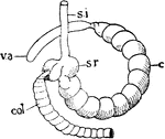 "Diagram of caecum in rabbit. s.i., Small intestine; s.r., sacculus rotundus; col., sacculated colon; c., caecum; v.a., vermiform appendix." -Thomson, 1916