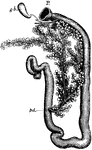 "Duodenum of rabbit. P., Pyloric end of stomach; g.b., gall-bladder with bile duct and hepatic ducts; p.d., pancreatic duct." -Thomson, 1916