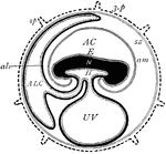 "Diagram of foetal membranes. E., Embryo; H., gut lined by hypoblast, dotted-- the dark is mesoblast; UV., umbilical vesicle or yolk-sac; AC., amniotic cavity; am., amnion proper; sz., subzonal membrane; ALC., allantoic cavity; al., allantois; zp., may be here taken to represent the early epiblastic trophoblast. The figure does not show that the amnion folds consist of both epiblast and mesoblast." -Thomson, 1916
