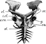 "Pectoral girdle of Echidna. sc., Scapula; cl., clavicle; i.cl., prosternum or "interclavicle"; co., coracoid or metacoracoid; e.co., procoracoid or precoracoid; st., mesosternum." -Thomson, 1916