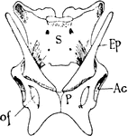 "Pelvis of Echidna. S., Sacrum; Ep., epipubic bones; Ac., acetabulum; o.f., obturator foramen between ischium and pubis (p.)." -Thomson, 1916