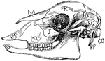 "Side view of sheep's skull. PMX., Premaxilla; MX., maxilla; NA., nasal; J., Jugal; L., lachrymal; FR., frontal; PA., parietal; SQ., squamosal; CO., condyle; PP., paroccipital process." -Thomson, 1916