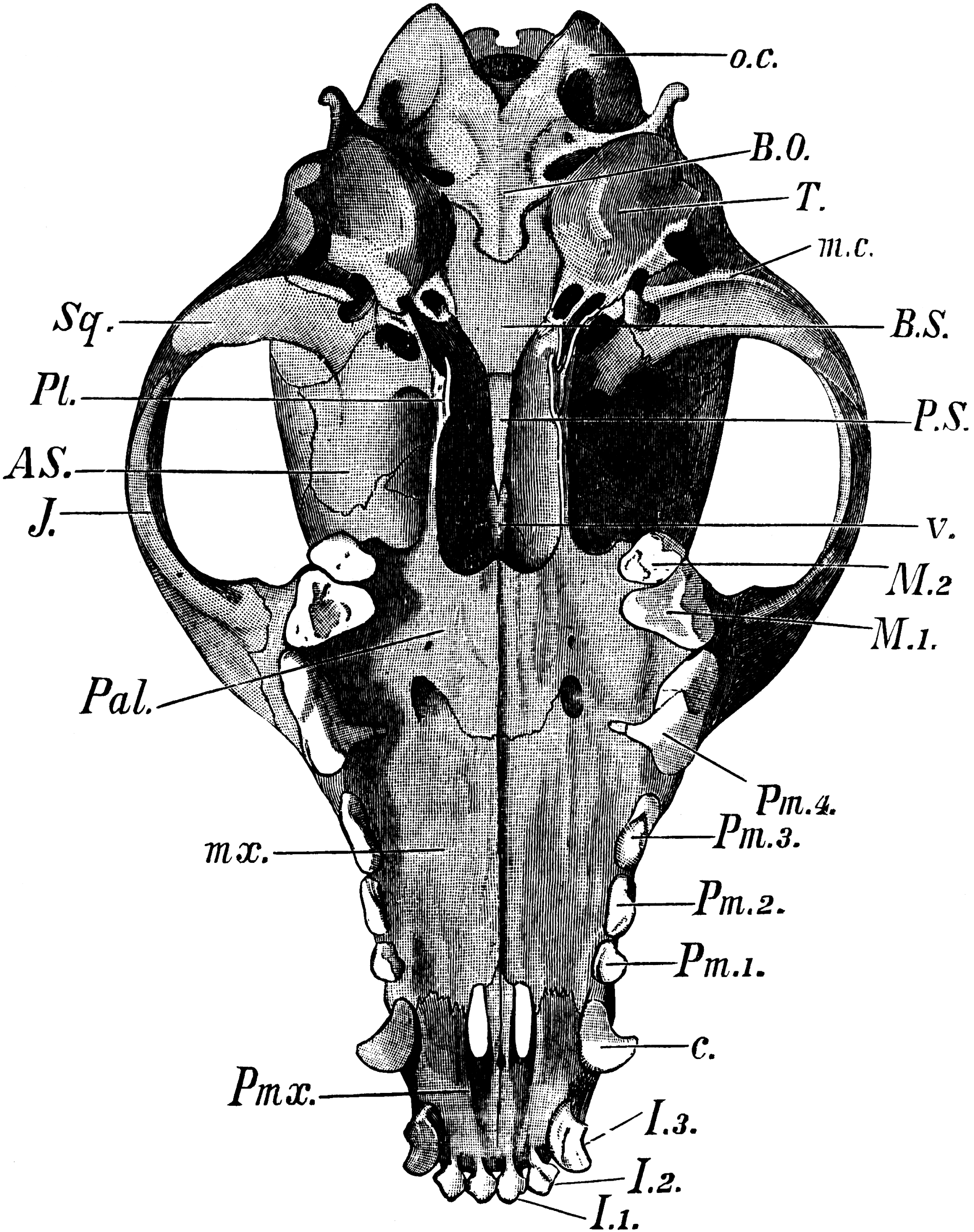 Dog Skull | ClipArt ETC diagram of a cat skull 