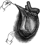 View of the heart enclosed in its bag, or pericardium, which is a serious membrane. It is here laid open and turned back.