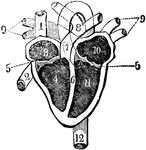 View of the heart with its several chambers exposed and the vessels in connection with them. Labels: 1, the superior vena cava. 2, the inferior vena cava. 3. the chamber called the auricle. 4. the right ventricle. 5. the line marking the passage between the two chambers, and the points of attachment of one margin of the valve. 6. the septum between the two ventricles. 7. the pulmonary artery, arising from the right ventricle, and dividing at 8 into right and left, of the corresponding lungs. 9. the four pulmonary veins, bringing the blood from the lungs into 10, the left auricle. 11. the left ventricle. 12. the aorta, arising from the left ventricle, and passing down behind the heart, to distribute blood to every part of the system. Thus the blood moves in a double circle, one from the heart to the body, and from the body back to the heart, called the systemic circle; the other, from the heart to the lung, and from the lung back to the heart, called the pulmonic circle.