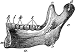 Half of the lower jaw. Labels: a, the base; b, the angle; c, the ramus; d, the condyle; e, the coronaid process; h, the two incisors or cutting teeth; i, one canine; k, two small molar; l, three large molar or grinding teeth.