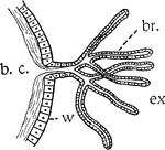 "Diagram illustrating gills or branchiae. b.c., cavity in which the body fluids circulate; br., branchial filaments which are merely much thinned out-pocketings of the body wall (w); ex, the external medium&ndash;water&ndash;in which the oxygen is dissolved." -Galloway, 1915