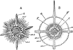 "Actinomma, a radiolarian with a shell and no mouth. A, whole animal with a portion of two spheres of shell removed. B, section, showing relation of protoplasm to the skeleton. c., central capsule; n, nucleus; p, protoplasm; o, openings through which the pseudopodia extend." -Galloway, 1915