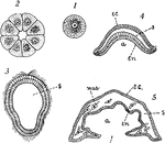 "Diagrams to illustrate the development of one of the simpler types of sponge: I, the egg; 2, section of 16- to 32-celled stage; 3, section of later stage, a ciliated larva (blastula); 4, gastrula; 5, section through older larva which has become attached by the end containing the blastopore. New openings break through by the coalescence and perforation of the ectoderm and entoderm, and and a form results... a, archenteron; bl., blastopore; ec., ectoderm; en., entoderm; mes., mesenchyma; s, segmentation cavity." -Galloway, 1915
