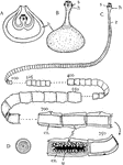 "Diagram showing some stages in the life history of the Tapeworm (taenia). A, Cysticercus or Bladderworm stage, before the "head" protrudes from the bladder; B, same, later stage; C, Strobila, or chain of proglottides, many being omitted; D, embro, such as fill the uterus of the mature proglottides. It is protected by a shell. b, bladder; ex., excretory canals; g, genital pore; h, head or scolex provided with hooks and suckers (s); u, uterus in a mature posterior proglottis; z, zone of budding or segment formation. The numerals show the approximate number of the segments, reckoning from the front." -Galloway, 1915