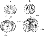 "Diagram of early segmentation stages in a Gasteropod. A, 2-celled stage; B, 4-celled; C, 8-celled; D, later stage, in section. ect., ectoderm cells (micromeres); ent., entoderm cells, macromeres; mes., mesoblasts, early put aside,--before gastrulation--to form the mesoderm; mi., micromeres; ma., macromeres." -Galloway, 1915