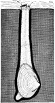 "Mya arenaria, a burrowing clam. The siphon is represented as fully extended. This is quickly retracted when the animal is disturbed." -Galloway, 1915