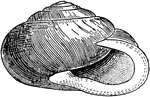 "Helix albolabris, a pulmonate Gasteropod." -Galloway, 1915