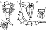 "Two stages in the metamorphosis of the Mosquito. A, larva; B, pupa; C, ventral view of the oar-like appendages of the last segment of the pupa." -Galloway, 1915