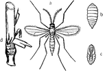 "The Hessian Fly (Cecidiomya destructor). a, the adult; b, larva; c, pupa; d, larvae in position on stalk of wheat." -Galloway, 1915