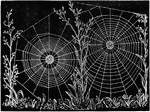 "Web of Epeira strix, an Orb-weaving Spider." -Galloway, 1915