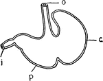 "Stomach of Rat (B)...c, cardiac portion; p, pyloric portion; o, esophagus; i, intestine." -Galloway, 1915