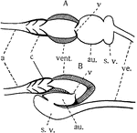 "Diagrams of the structure of the heart in the lower Vertebrates. A, primitive condition; B, the position of the parts in the fishes. a, artery; au., auricle; c, conus arteriosus with valves; s.v., sinus venosus; v, valves; ve., vein; vent., ventricle. The dorsal portion of the heart is toward the bottom of the figure." -Galloway, 1915