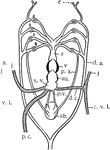 "Diagram of heart and branchial arches in Ceratodus (one of the Dipnoi). a.b., air bladder (lung); p.a., pulmonary artery; p.c., post caval vein (right); p.v., pulmonary vein...a, aorta; au., auricle; c, carotid; c.v., cardinal veins (right and left); d.a., dorsal arteries; j, jugular veins; d.c., ductus Cuvieri; s.v., sinus venosus; v, ventricle." -Galloway, 1915