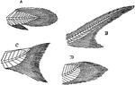 "Diagrams of some principal forms of tails in fishes. A, protocercal fin (as in Polypterus); B, heterocercal (as in Sharks); C, homocercal (as in most Teleosts); D, homocercal (as in Amia)." -Galloway, 1915