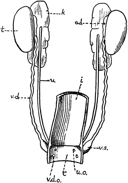 Male Bird Genital Organs | ClipArt ETC fish body parts diagram 